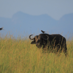 14 Day Uganda Game Safari