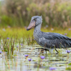 1 Day Mabamba Swamp Birdwatching Tour