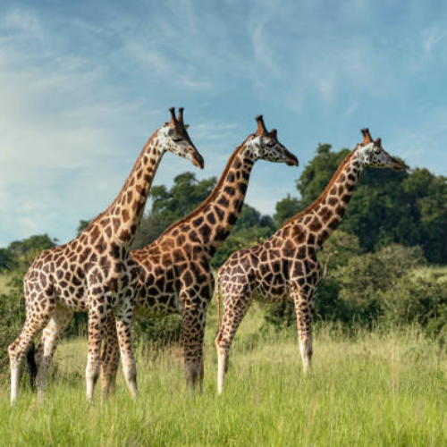 Wildlife Safari Tours.