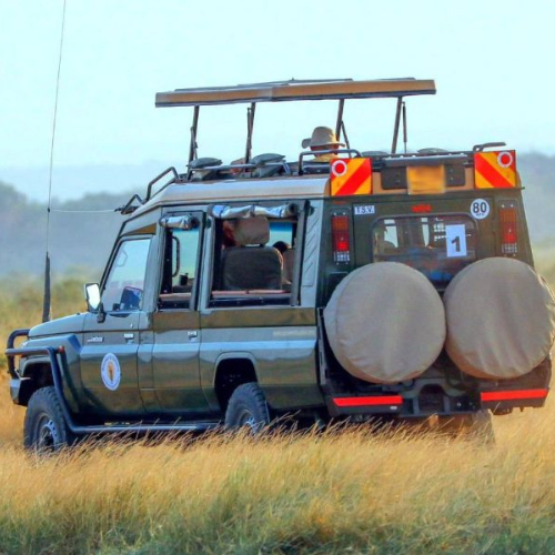 Safari Tours.
